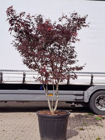 Roter Fächer-Ahorn / Japanischer Ahorn 200-250 cm Schirmform / Acer palmatum 'Fireglow' (874251)