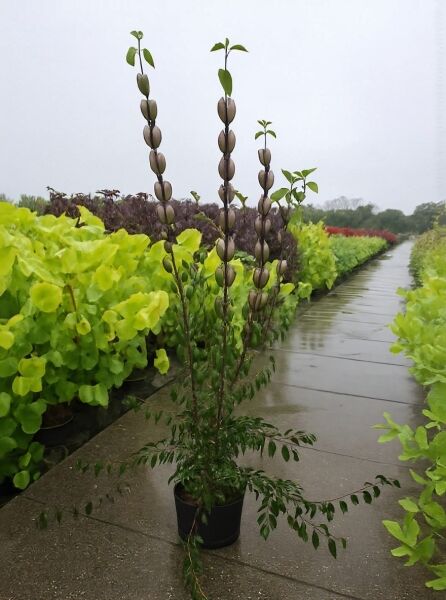 Japanische Kornelkirsche (Cornus officinalis) 150-175 cm C20 im Topf, mehrtriebig, mit aufrechten Trieben und Blättern.