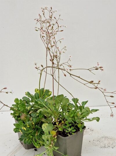 Porzellanblmchen 'Aureopunctata' - Saxifraga x urbium 'Aureopunctata'