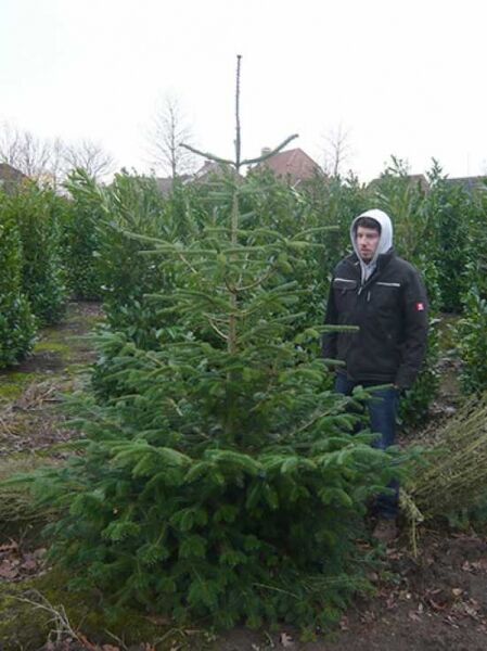 Abies nordmanniana / Nordmanns-Tanne / Kaukasus-Tanne