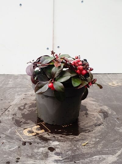 Niedrige Scheinbeere / Gaultheria procumbens