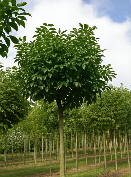 Kugelförmige Manna-Esche (Fraxinus ornus 'Mecsek'), Hochstamm mit runder Krone und grünem Laub.