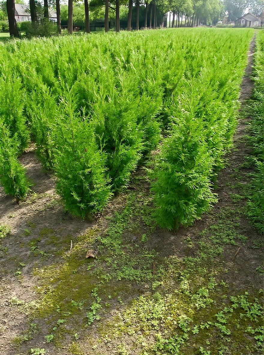 Lebensbaum 'Gelderland' - Thuja plicata 'Gelderland' - Baumschule NewGarden