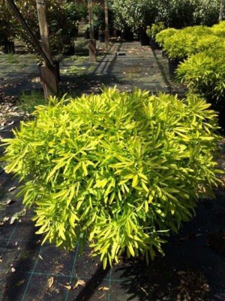 Orangenblume 'Aztec Gold' / Orangenblume 'Aztec Gold'