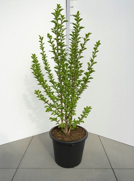 Große Stern-Magnolie Magnolia loebneri 'Merrill', Strauch im Container C35, Höhe 150–175 cm, mehrtriebig mit grünem Laub.