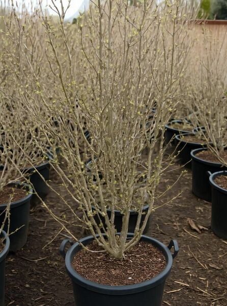 Garten-Eibisch (Hibiscus syriacus) 'Blue Bird' als mehrtriebiger Strauch im Topf C30, 125–150 cm Höhe.