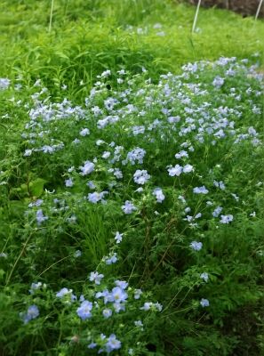 Kriechende Jakobsleiter 'Blue Pearl' - Polemonium reptans 'Blue Pearl'