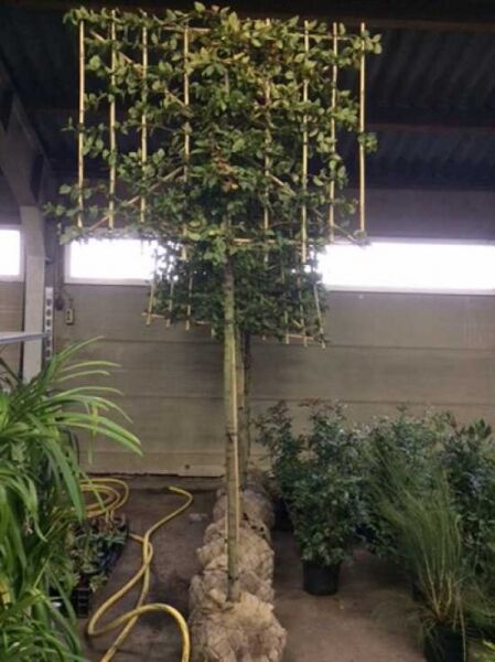 Carpinus betulus 'Spalier' (Hainbuche) als Hochstamm-Spalier mit rechteckiger, am Gitter erzogener Krone.