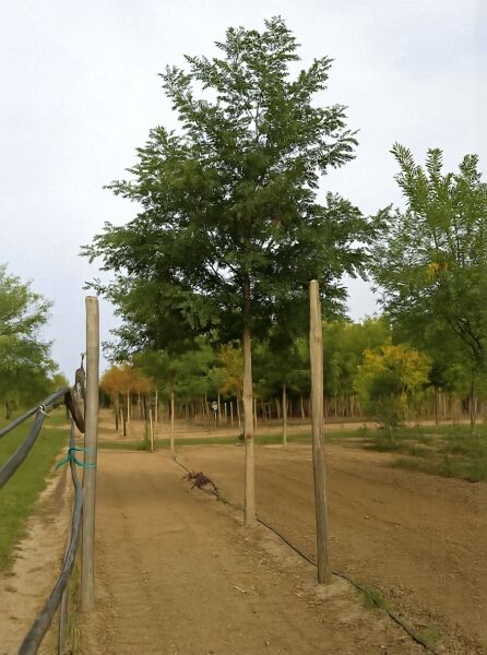 Japanischer Schnurbaum (Sophora japonica/Styphnolobium japonicum) Hochstamm 25-30 StU mit Drahtballen, angebunden an Pfähle