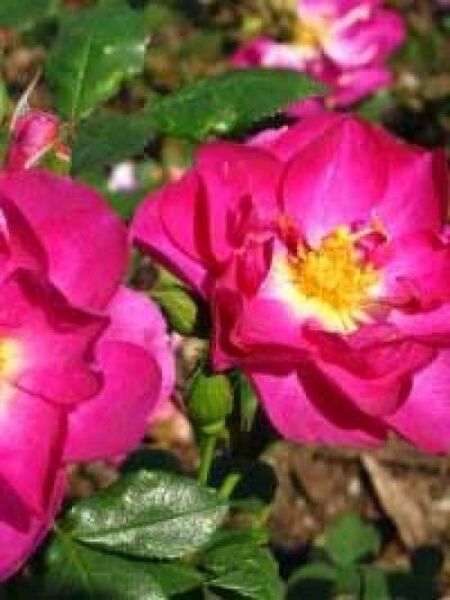 Bodendeckerrose 'Heidetraum' / Rosa 'Heidetraum ®'
