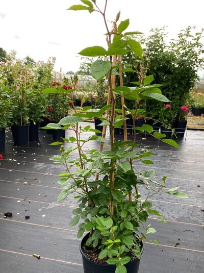 Kletterrose 'Romantic Siluetta' ® / Kletterrose 'Romantic Siluetta' ®