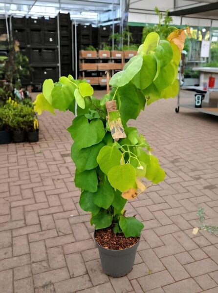 Kanadischer Judasbaum (Cercis canadensis) 'The Rising Sun'®, 80–100 cm, im C12-Topf mit herzförmigen grün-gelben Blättern.