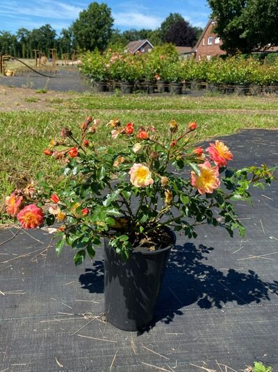 Rosa 'Bienenweide ® Fruity' Bodendeckerrose, C5-Topf, buschiger Wuchs mit orange-gelben Blüten und grünen Blättern