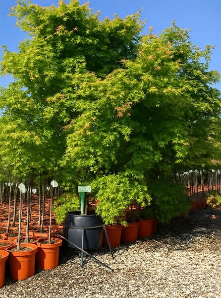 Japanischer Fächer-Ahorn 'Okukuji-nishiki' (Acer palmatum) als großer Kübelbaum mit dichtem, grünem Laub.
