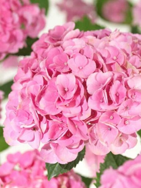 Bauern-Hortensie Hydrangea macrophylla 'Magical Opal'® mit runder, rosa Blütendolde und grünen Blättern