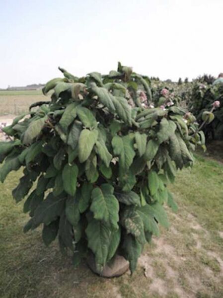 Samt-Hortensie / Samt-Hortensie