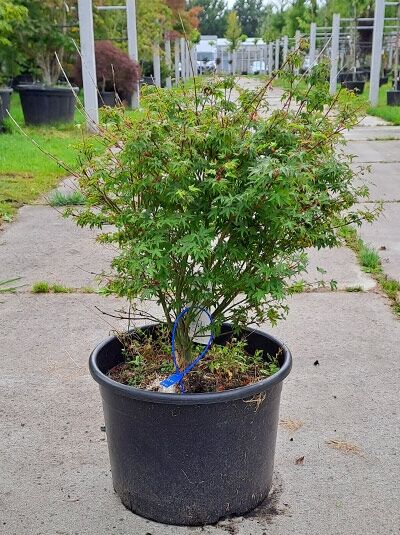 Japanischer Fächer-Ahorn Acer palmatum 'Murasaki Kiyohime' 60–80 cm im Container, grünes, fein gelapptes Laub im Topf.