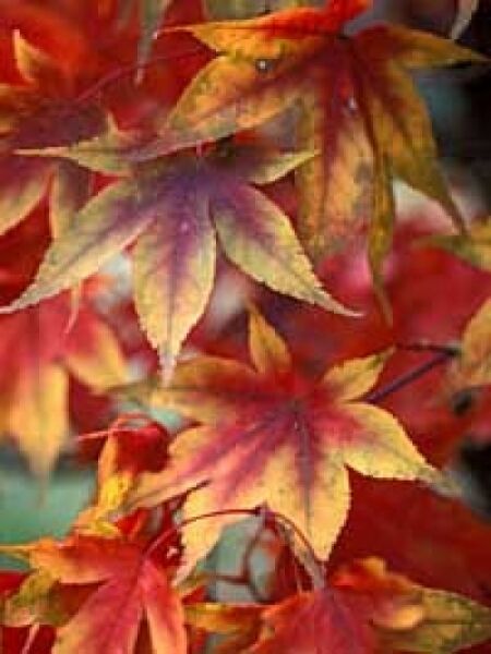 Acer palmatum 'Osakazuki' auf Stamm / Japanischer Ahorn / Fächerahorn 'Osakazuki'
