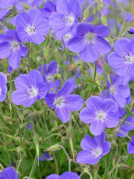 Storchschnabel 'Brookside' / Geranium Pratense-Hybride 'Brookside'
