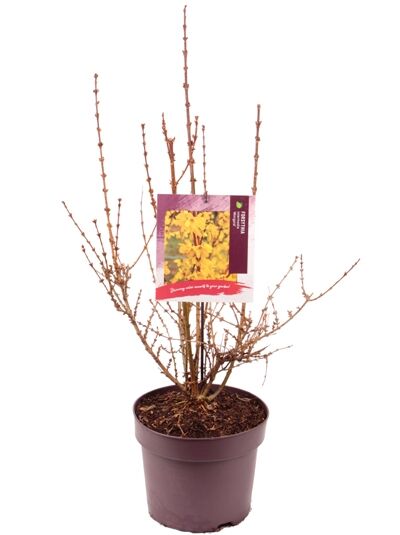 Forsythie'Minigold' / Goldglöckchen 'Minigold' / Forsythia intermedia 'Minigold'