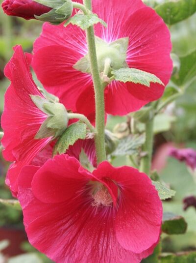 Ungefüllte Stockrose 'Mars Magic' - Alcea rosea (Spotlight-Serie) 'Mars Magic'