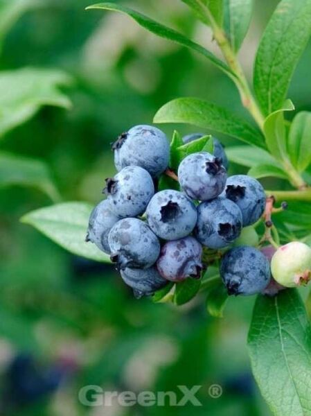 Vaccinium corymbosum 'Brigitta Blue' / Heidelbeere 'Brigitta Blue'
