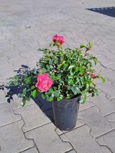 Rosa 'Palmengarten Frankfurt ®' Bodendeckerrose 'Palmengarten Frankfurt' A-Qualität C3 im Topf mit pinken Blüten und grünem Laub