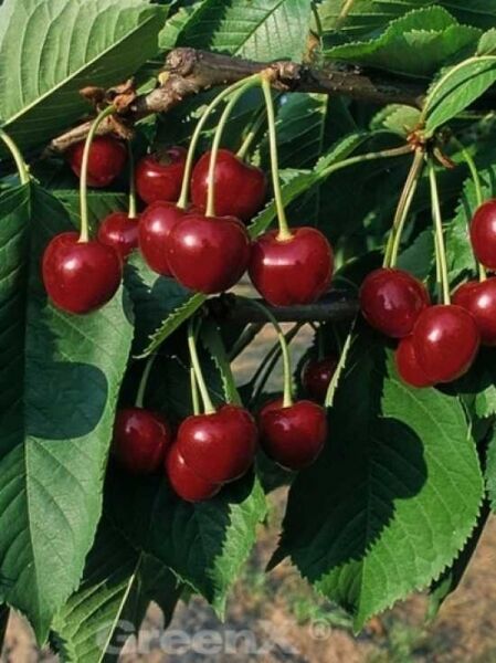 Prunus avium 'Hedelfinger Riesenkirsche' / Süßkirsche 'Hedelfinger Riesenkirsche' / Wahlerkirsche