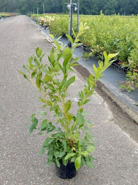 Vaccinium corymbosum 'Goldtraube 23' / Heidelbeere 'Goldtraube 23', 50–60 cm, im C2-Topf, aufrechter Strauch mit grünen Blättern