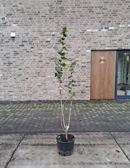 Haselnuss-Strauch 'Halle'sche Riesen' (Corylus 'Halle'sche Riesen') 150-175 cm, C20, mehrstämmig im schwarzen Pflanzcontainer.