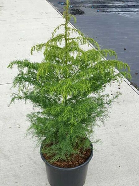 Cryptomeria japonica 'Elegans Viridis' / Sicheltanne 'Elegans Viridis' 60-80 cm C12 im Topf, grünes, fein nadeliges Laub, aufrechter Wuchs.