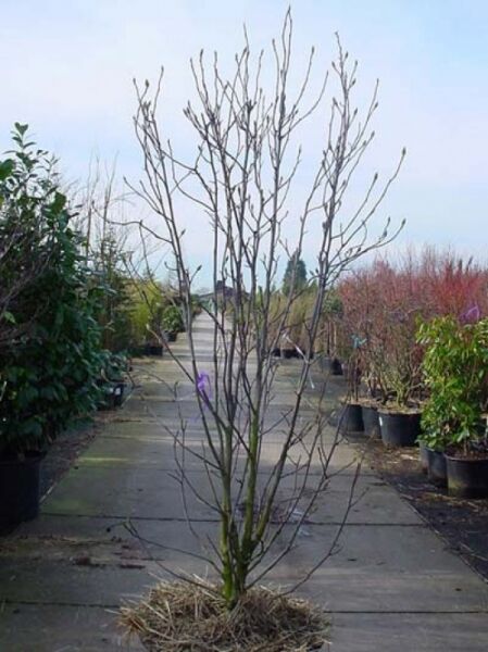 Magnolia soulangiana / Tulpen-Magnolie 175-200 cm C70, mehrtriebiger Strauch im Container mit kahlen Zweigen in Baumschule