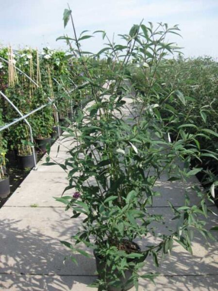 Buddleja davidii 'Royal Red' (Sommerflieder) im Container C20, ca. 150–175 cm, mehrtriebiger Strauch mit schmalen grünen Blättern.
