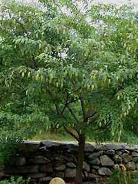 Carpinus japonica / Japanische Hainbuche