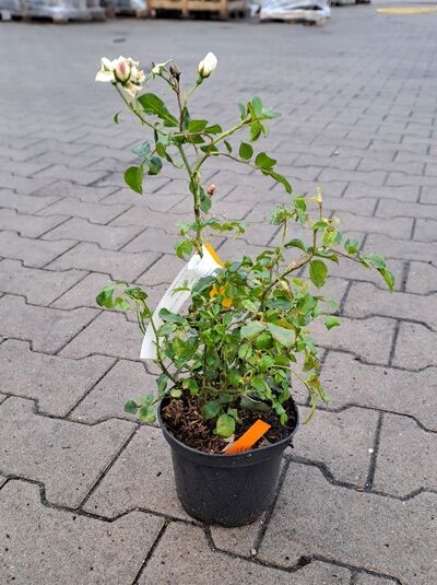 Rosa 'Innocencia ®' (Beetrose 'Innocencia') im Topf C1.5, 10–15 cm, mit weißen Knospen und grünen Blättern
