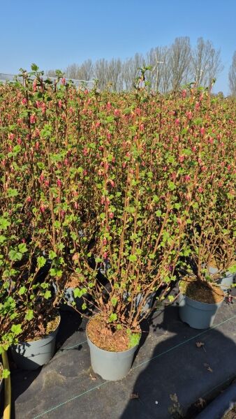 Blut-Johannisbeere &#039;King Edward VII&#039; / Ribes sanguineum &#039;King Edward VII&#039;