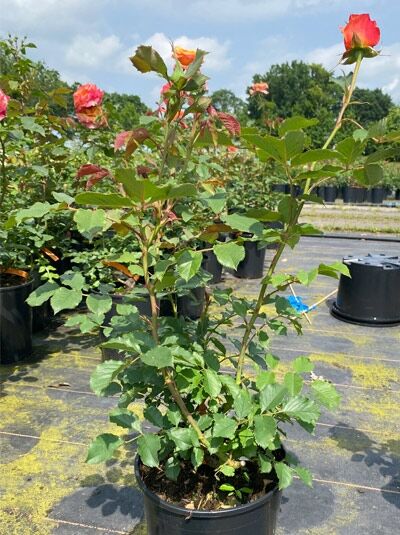 Rosa 'La Villa Cotta'® / Strauchrose 'La Villa Cotta'® C5, Rosenstrauch im Topf mit orangefarbenen Blütenknospen und grünen Blättern
