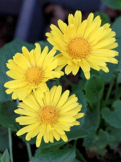 Doronicum orientale 'Leonardo Compact' / Gämswurz