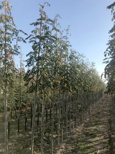 Sorbus aucuparia 'Edulis' / Mährische Eberesche / Essbare Eberesche