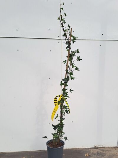 Krausblättriger Efeu Hedera helix 'Ivalace', 60-100 cm, C2, Kletterpflanze im Topf mit Rankhilfe und krausen grünen Blättern.