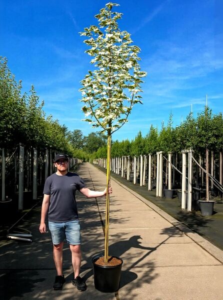 Spitz-Ahorn 'Drummondii' (Acer platanoides 'Drummondii') Hochstamm 10-12 StU im Container mit grün-weißem Laub