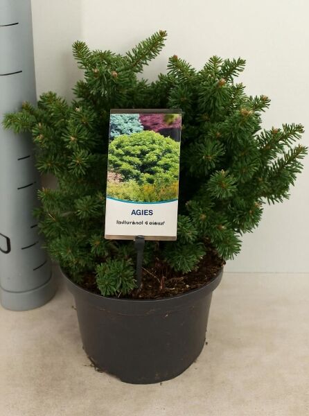 Abies balsamea 'Nana' Zwerg-Balsamtanne im 5-Liter-Topf, 25-30 cm breit, kompakter Nadelstrauch mit dunkelgrünen Nadeln.