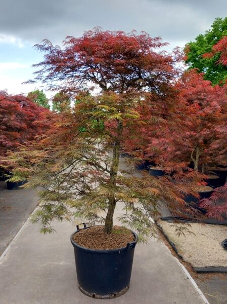 Dunkelroter Schlitz-Ahorn Acer palmatum 'Dissectum Garnet', 200-225 cm im C90-Topf, mehrstämmig mit fein geschlitzten Blättern.