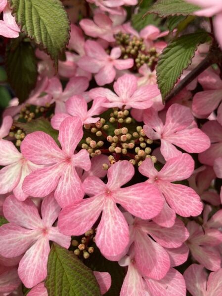 Japanischer Schneeball 'Molly Schroeder' / Viburnum plicatum 'Molly Schroeder'