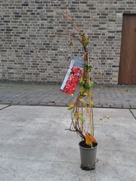 Parthenocissus quinquefolia 'Engelmannii' – Selbstklimmender Mauerwein 'Engelmannii' 80-100 cm C2 im Topf mit Ranktrieben und Laub