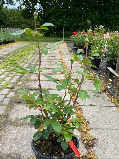 Edelrose 'Ingrid Bergmann' (Rosa 'Ingrid Bergmann ®') A-Qualität C5, getopfte Rose mit grünen Blättern und Knospen