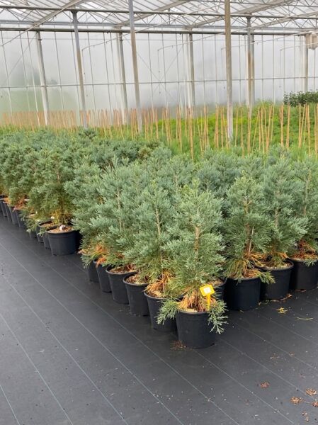 Blauer Mammutbaum / Sequoiadendron giganteum 'Glaucum'