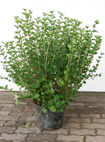 Syringa meyeri 'Palibin' / Zwerg-Duftflieder 'Palibin' 80-100 cm C20, buschige Pflanze im Container mit grünem Laub
