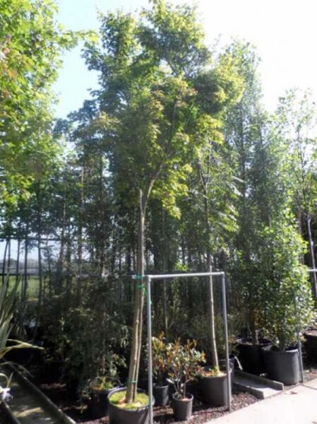 Japanischer Ahorn Fächer-Ahorn (Acer palmatum) Hochstamm auf Stamm im Container, 14–16 StU, mit grünen Blättern.