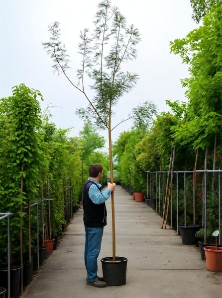 Acacia dealbata (Silber-Akazie) Hochstamm 8-10 StU im Container, schlanker Stamm mit locker verzweigter Krone und feinem Laub.